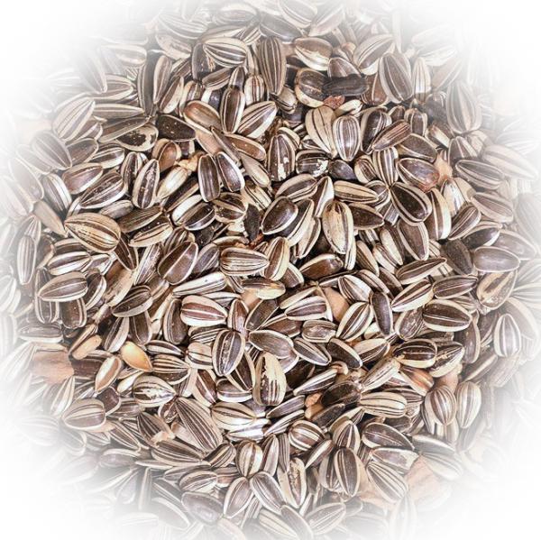 FumyFutter Sonnenblumenkerne 20 kg